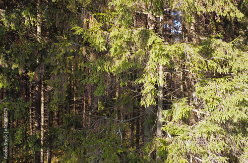 Top view of the texture of green forest and trees