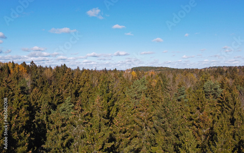 Top view of a beautiful yellow and green autumn coniferous forest. Natural tree tops texture