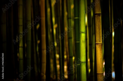 green bamboo forest