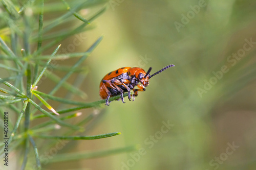 Crioceris duodecimpunctata or Spotted Asparagus Beetle is a species of shining leaf beetles from the family Chrysomelidae, subfamily Criocerinae. It feeds on Cucurbitaceae and asparagus species.