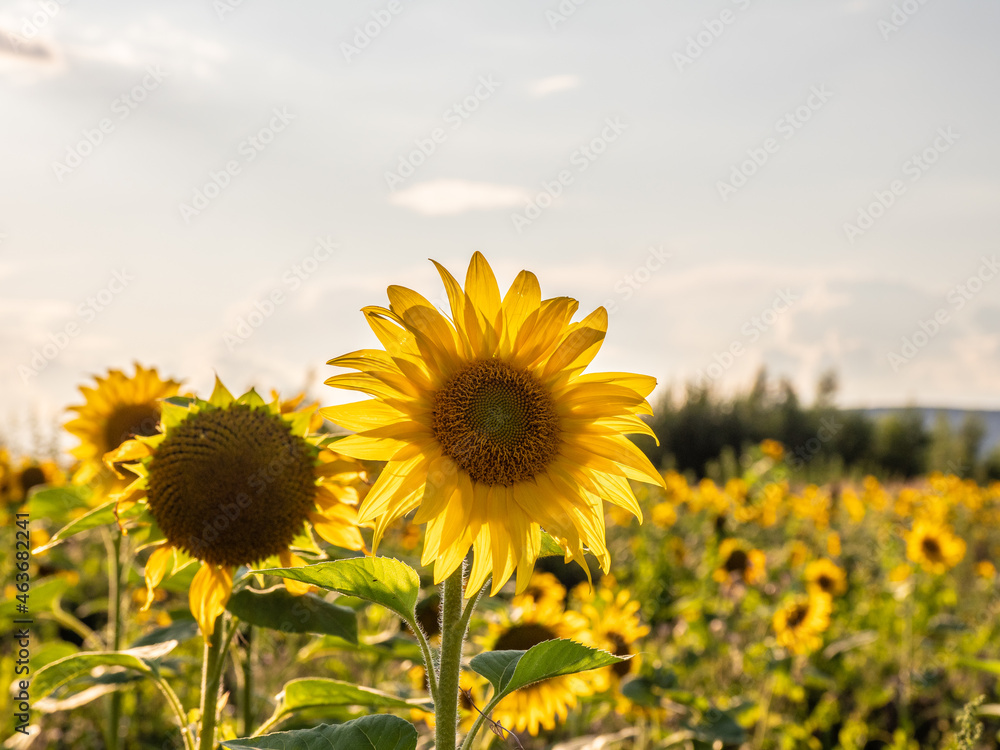sunflowers on the field in sunshine
