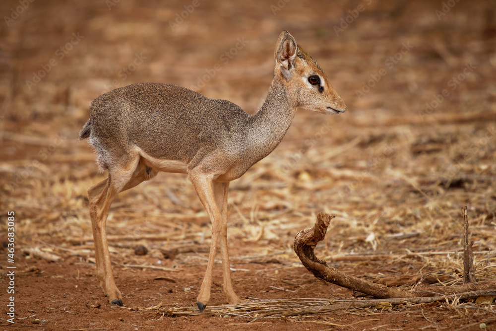 Kirks Dik-dik - Madoqua kirkii small brown antelope native to Eastern Africa and one of four species of dik-dik antelope, big eyes small horns big ears, grass eater Kirks Dik-dik - Madoqua kirkii small brown antelope native to Eastern Africa and one of four species of dik-dik antelope, big eyes small horns big ears, grass eater