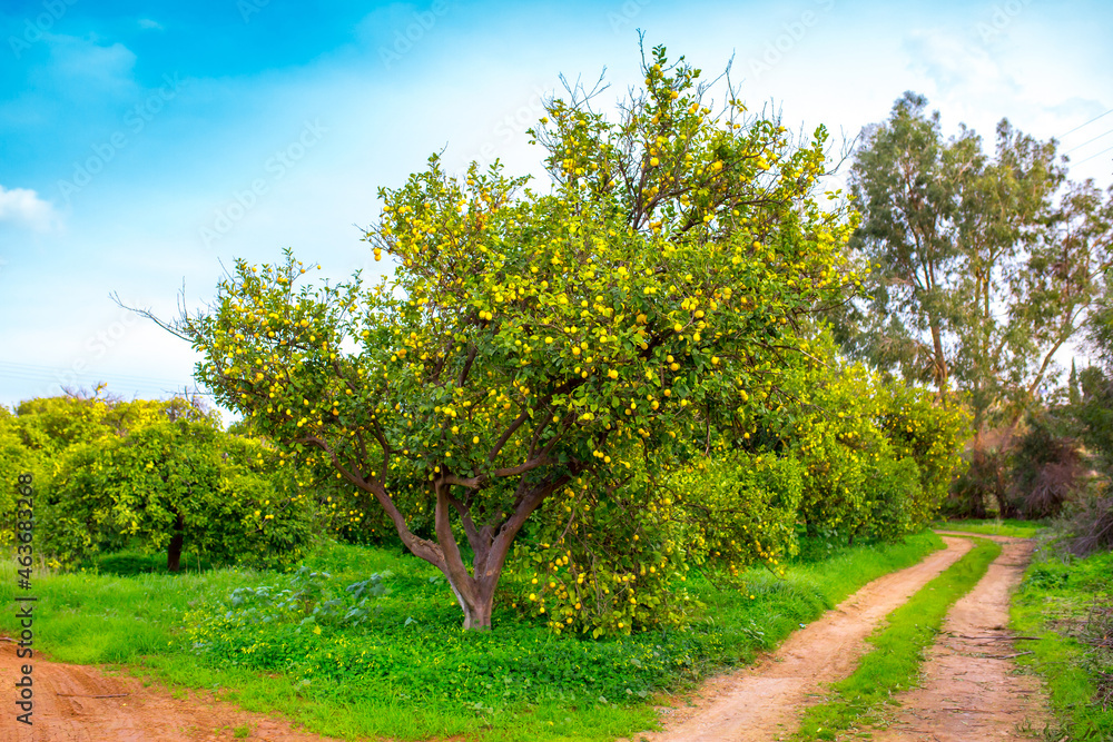 Fototapeta premium Oranges harvest on the plantation in the garden. Citrus trees with mandarins and lemons. Ripe fruits of lemons and oranges on the branches of a tree. Gardening in Cyprus.