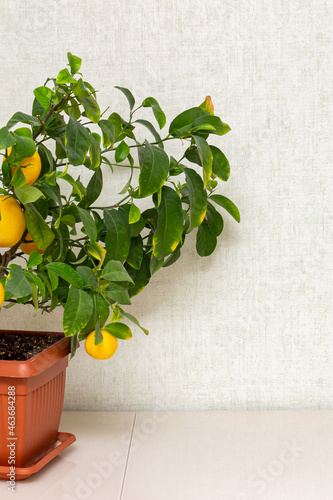 Potted citrus plant with ripe yellow-orange fruits on the table. Indoor growing Volkamer lemon with sheared ripe fruits.  Ripe yellow lemon fruits and green leaves. Close-up with copy space