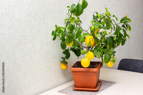 Interior design of dining room with potted decorative lemon tree on the table. Ripe indoor growing yellow citrus fruits. Elegant home decor, template with copy space. Home gardening hobby photo