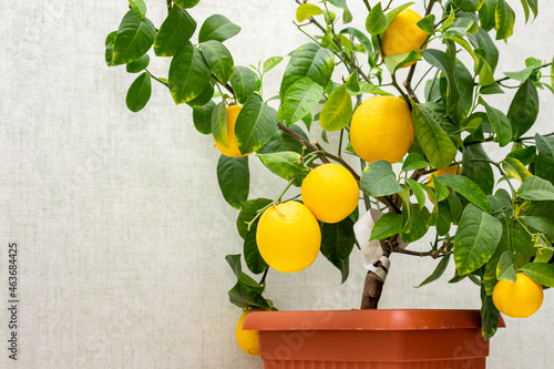 Potted citrus plant with ripe yellow-orange fruits, copy space. Close-up of indoor growing lemon Volcameriana tree.  Elegant home decor, template. Home gardening hobby