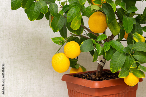 Ripe yellow-orange lemon fruits on the branches with green leaves. Close-up of potted citrus plant of a Volcameriana variety. Indoor citrus tree growing. Elegant home decor