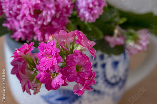 Pink flowers. Background with purple flowers. Water drops on flowers. Background with wet flowers.