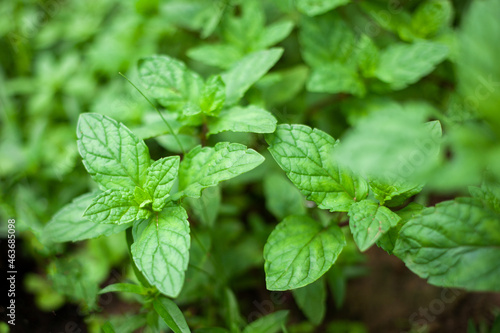 peppermint, mint, mentha, pudina