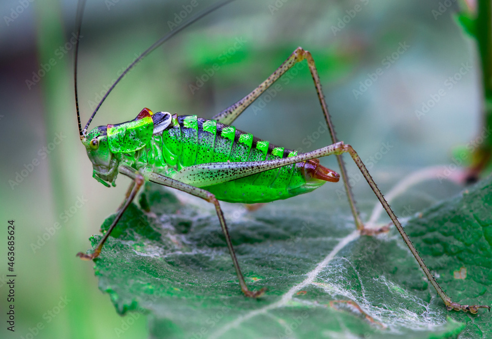 Fototapeta premium Macro shoot of a grasshoppers on a green leaf