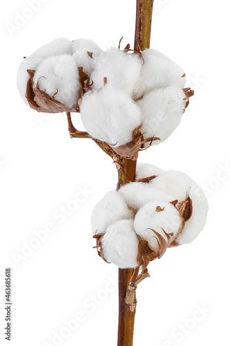 Fototapeta Naklejka Na Ścianę i Meble -  Cotton plant flower branch isolated on white background with clipping path and full depth of field