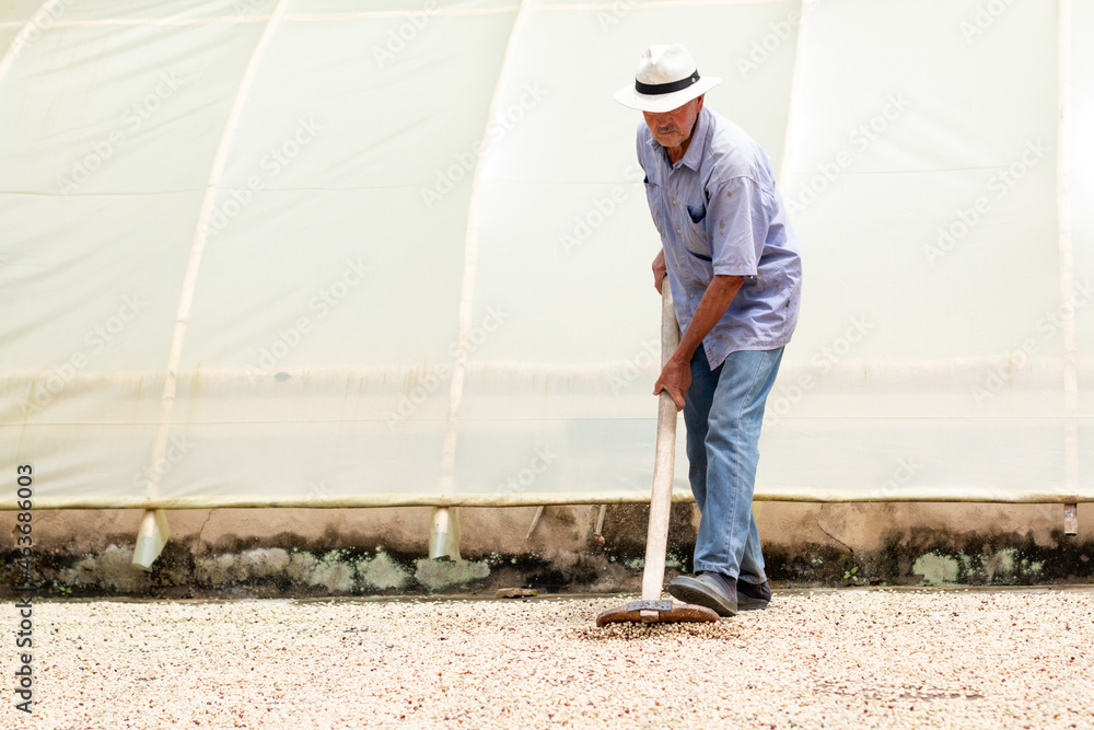 Elderly coffee farmer spreading coffee beans in the courtyard for drying in the sun. Elderly coffee farmer spreading coffee beans in the courtyard for drying in the sun.