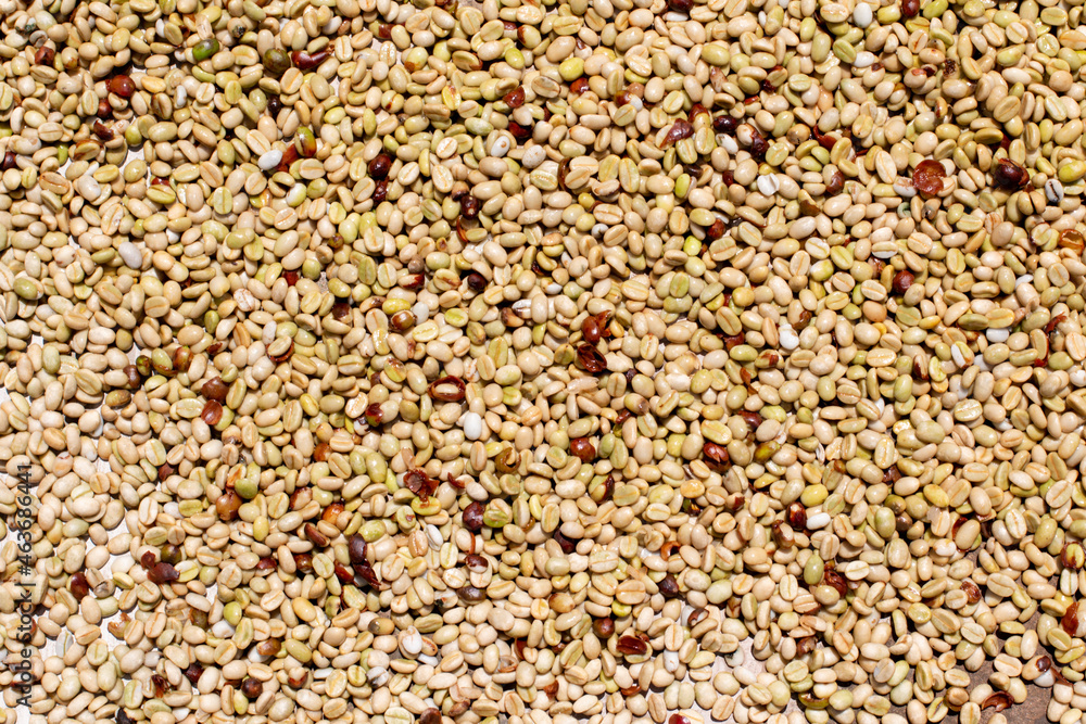 Background or texture of wet coffee beans. Shiny coffee beans. Background or texture of wet coffee beans. Shiny coffee beans.