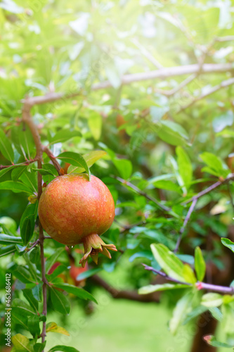 Ripe pomegranate on a branch