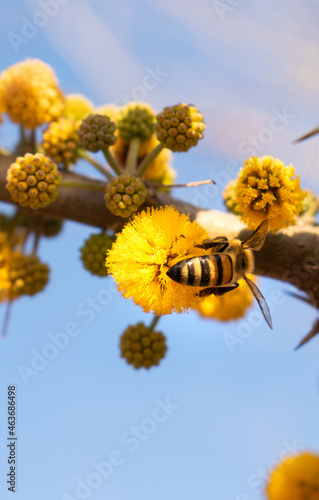 abeja de rayas negras recolectando polen de flor amarilla con cielo celeste, dis soleado de verano volando sobre las flores photo