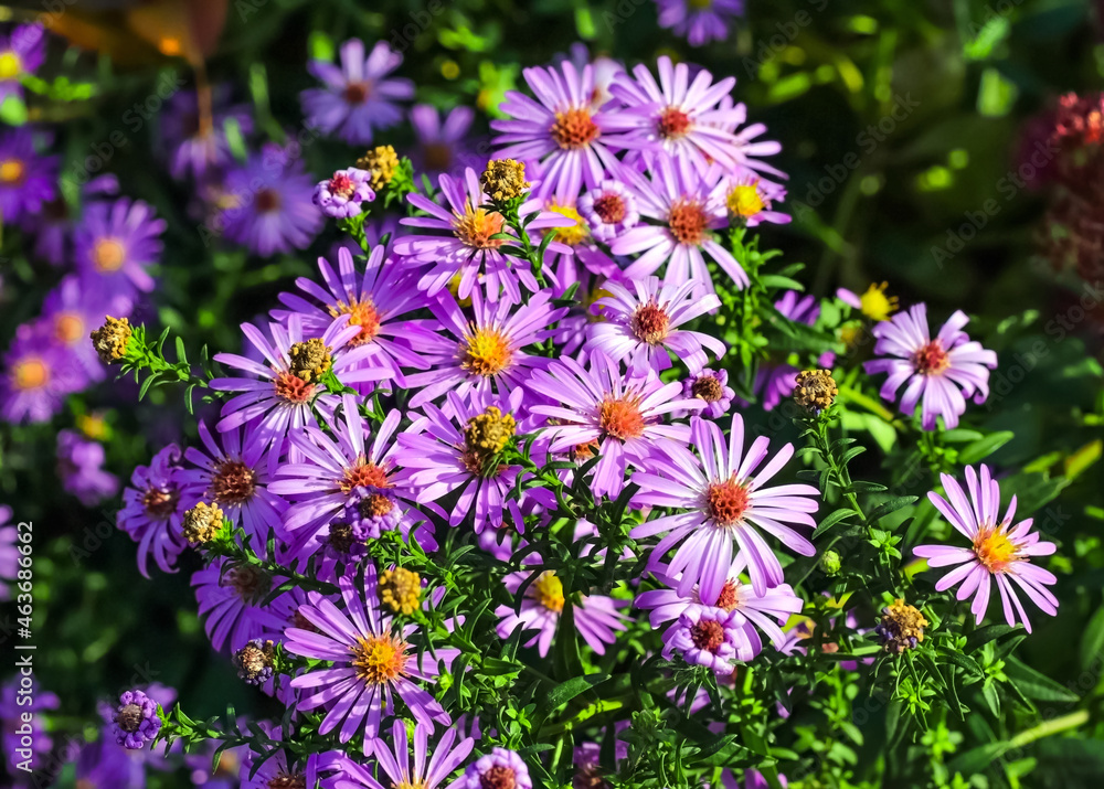 flowers in the garden flowers in the garden