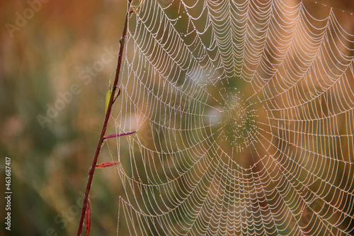 Plant is wrapped in wet web at dawn. Water droplets on cobweb