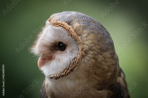 Tableau sur toile A barn owl closeup in a falcrony in saarland at summer, copy space