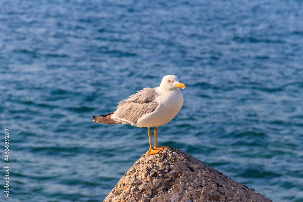 Portrait of the seagull against the Black sea Portrait of the seagull against the Black sea