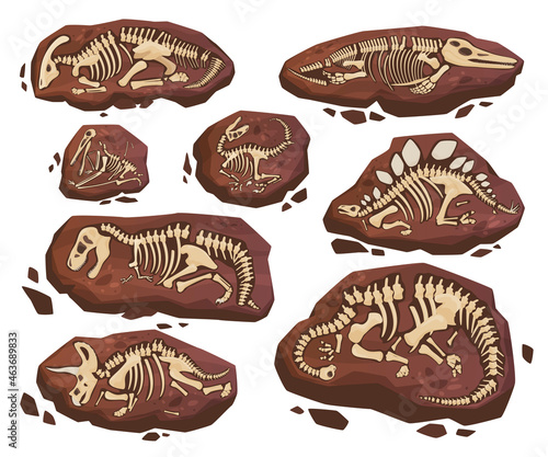 Fototapeta Naklejka Na Ścianę i Meble -  Fossil dinosaur skeletons set vector illustration. Collection paleontology historical finds stones