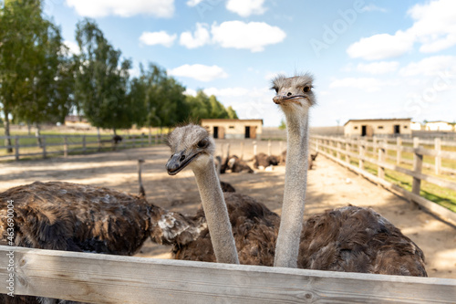 фотографія Many big african ostrich birds walking in paddock with wooden fence on poultry farm yard against blue sky on sunny day