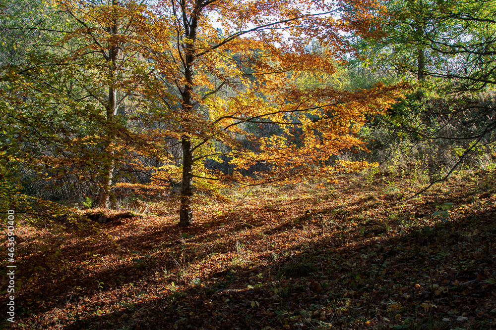 Beech with yellow and orange leaves in the autumn forest in an early sunny morning