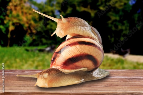 Wild big snail eats the green leaf photo