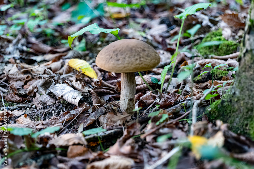 small mushroom in autumn foliage in the park small mushroom in autumn foliage in the park