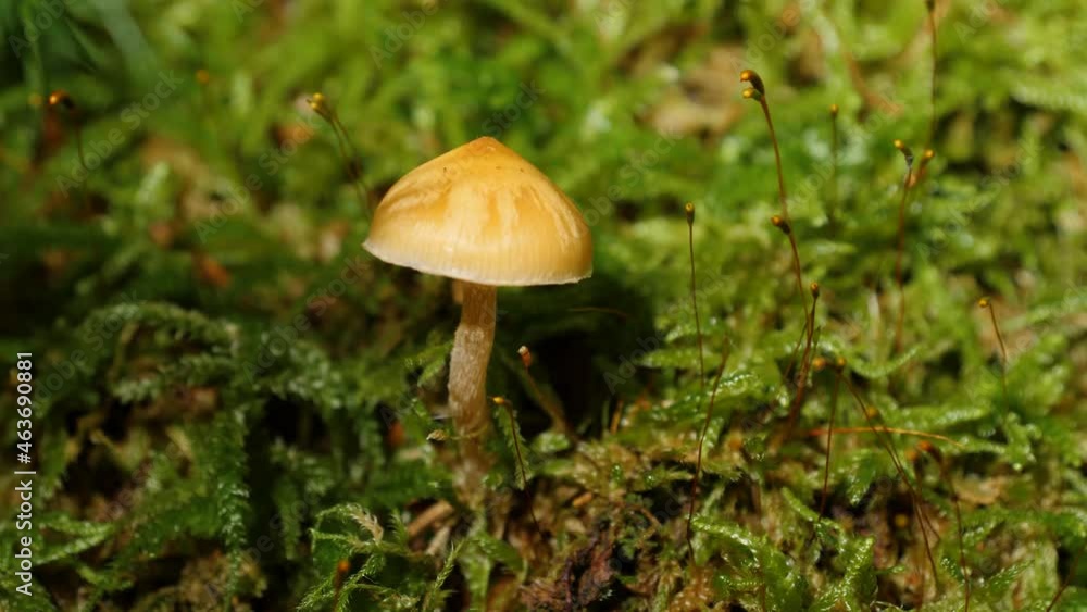 Ein kleiner Pilz (Häubling) Ein kleiner Pilz (Häubling)
