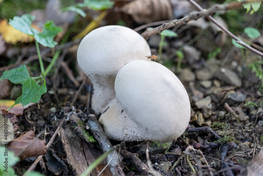 small mushroom in autumn foliage in the park small mushroom in autumn foliage in the park