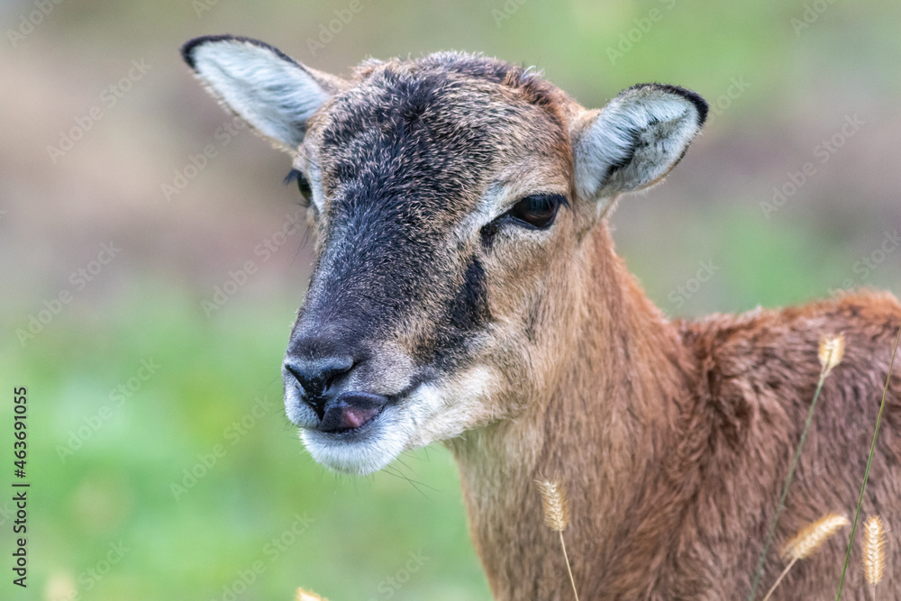 Black and Tan goat with horns closeup 