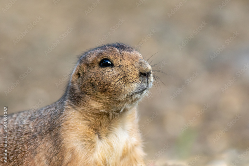 Fototapeta premium Black Tailed Prairie Dog, Cynomys, closeup eating 