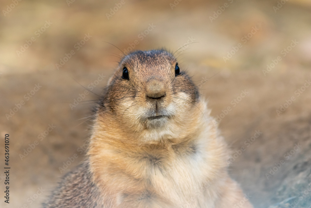 Fototapeta premium Black Tailed Prairie Dog, Cynomys, closeup eating