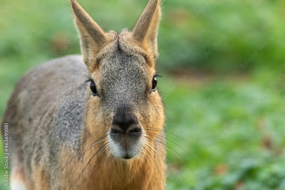 Cute Cavy closeup in green grass