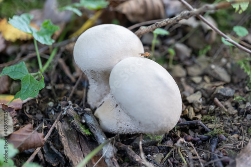 small mushroom in autumn foliage in the park