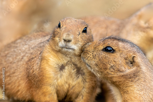 Two Black Tailed Prairie Dogs touching faces with third in background © rabbitti