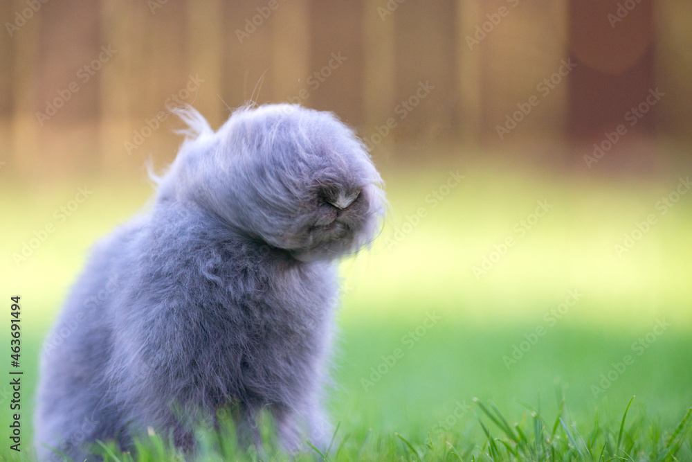 Cute grey fluffy rabbit sitting on grass backyard. Cute grey fluffy rabbit sitting on grass backyard.