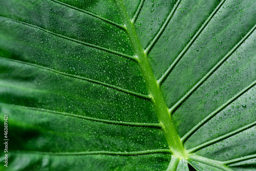 elephant leaf macro photo