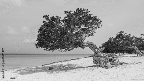 Cuadro en lienzo Iconic Landmark Divi Divi trees on a sandy beach overlooking the ocean off the c