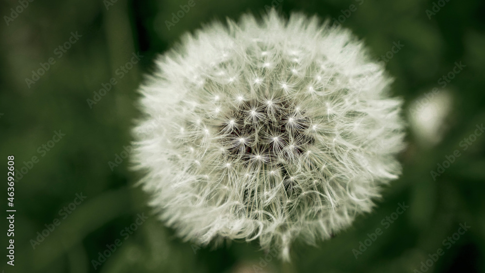 Macro delicate white fluffy dandelion wildflower in dreamy spring forest garden Macro delicate white fluffy dandelion wildflower in dreamy spring forest garden