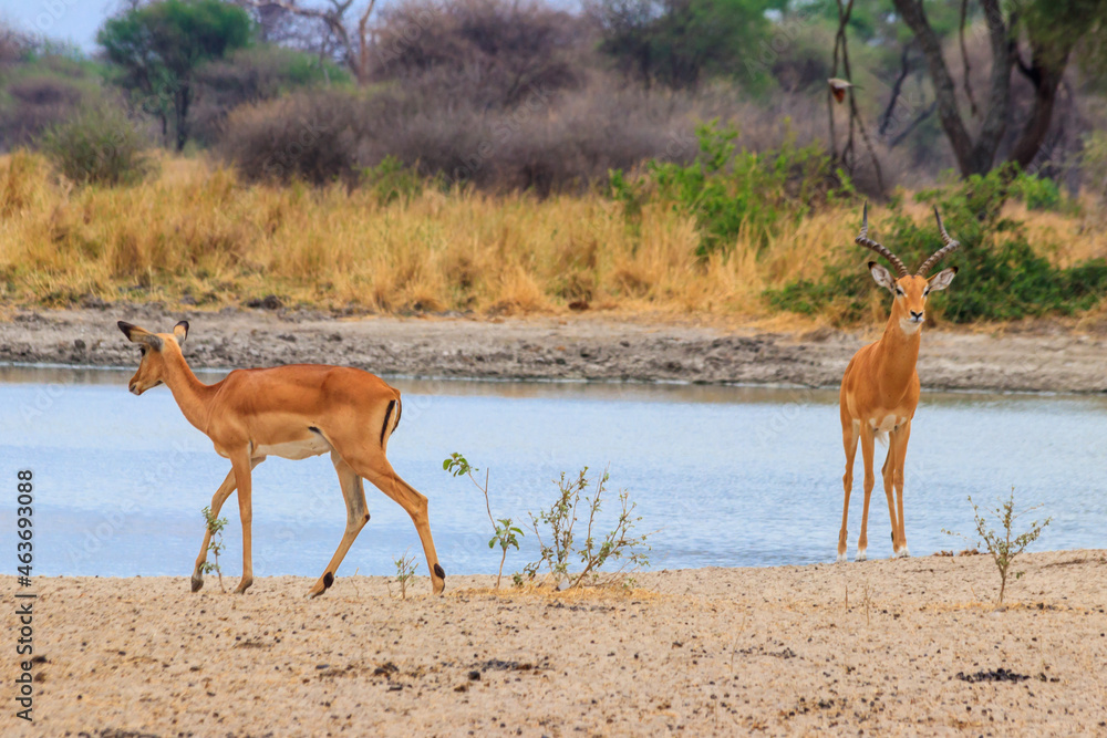 Impala (Aepyceros melampus) at the watering place in Tarangire National Park, Tanzania Impala (Aepyceros melampus) at the watering place in Tarangire National Park, Tanzania