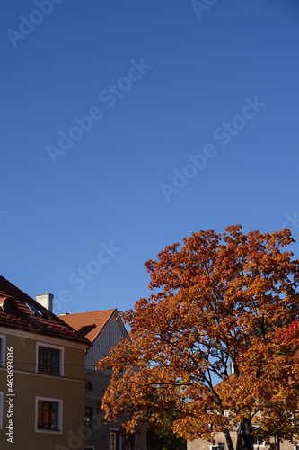 Close up of cream colour house with red tiled roof. Cloudless clear blue sky background. Golden autumn tree foliage on the right. Autumn mood. Pelgulinna, Tallinn, Estonia, Europe. September 2021