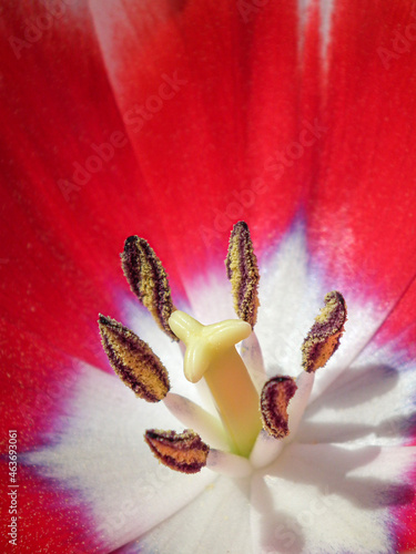 Macro of red and white Tulip flower petals in sunny spring garden