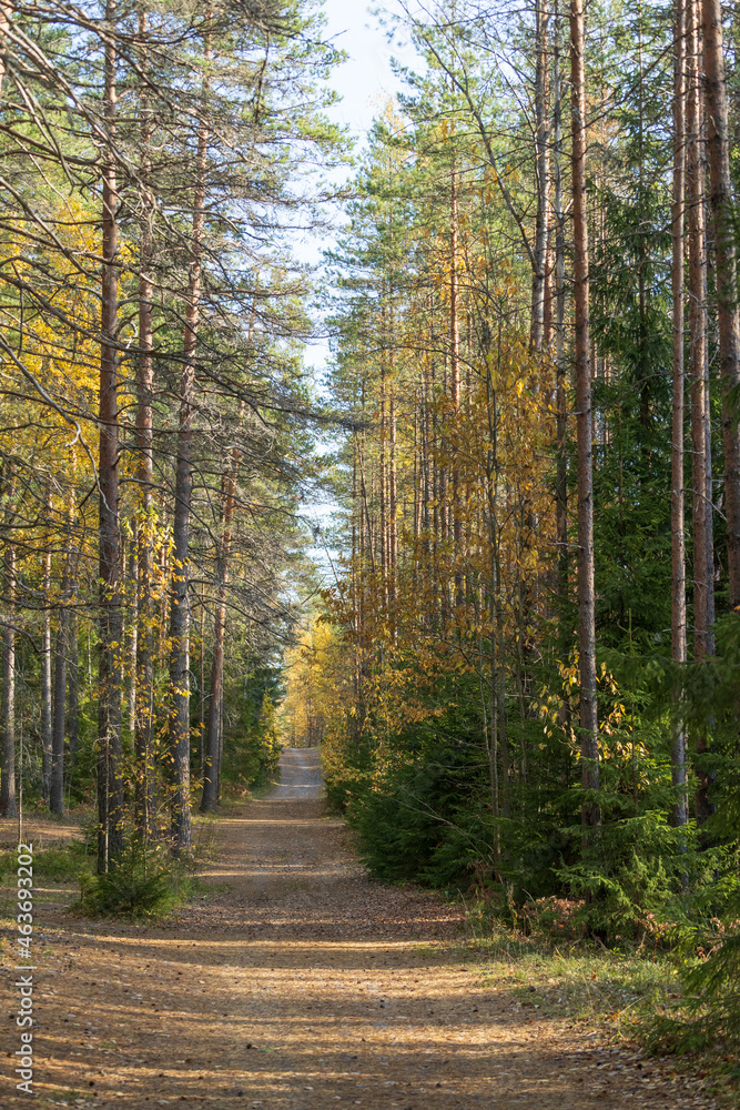 Trail in forest. Beautiful empty country road in autumn woods with yellow and orange leaves on trees, foggy cold morning and sunny october weather. Fall in nature. Seasonal natural beauty concept Trail in forest. Beautiful empty country road in autumn woods with yellow and orange leaves on trees, foggy cold morning and sunny october weather. Fall in nature. Seasonal natural beauty concept