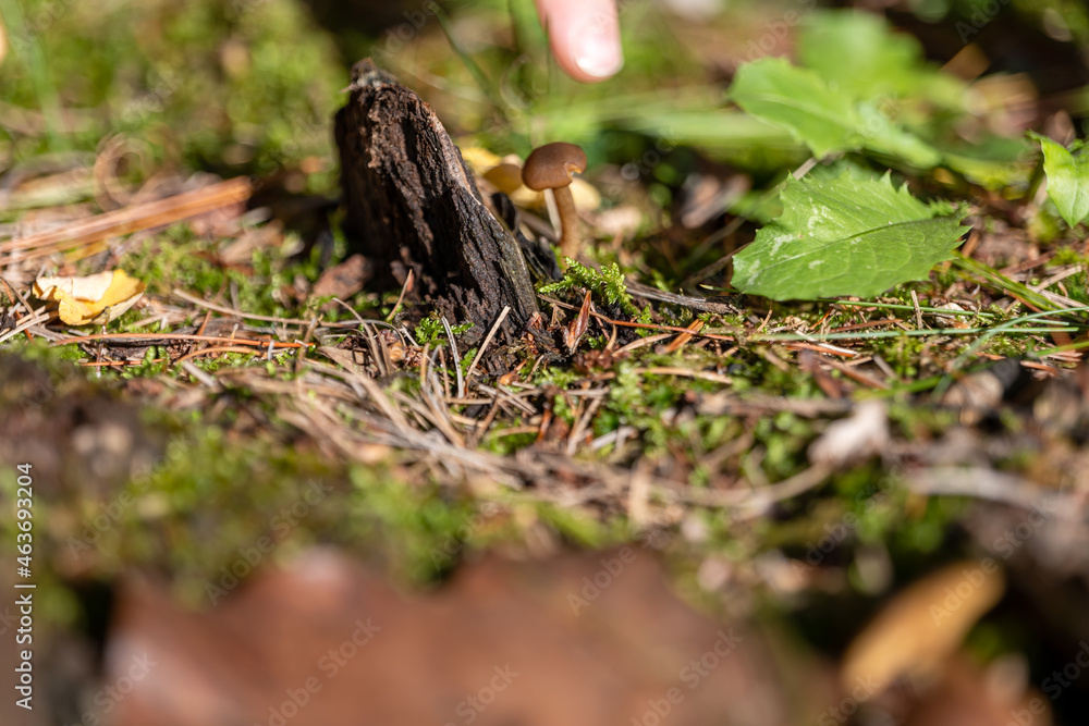small mushroom in autumn foliage in the park small mushroom in autumn foliage in the park