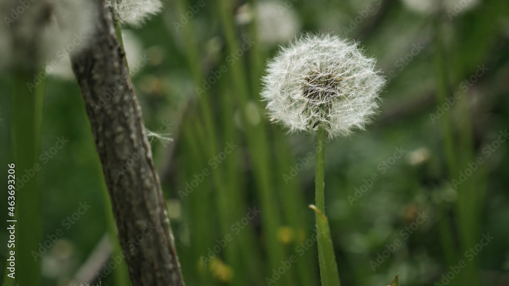 Fototapeta premium Macro dandelion wildflower in sunny summer mountain garden