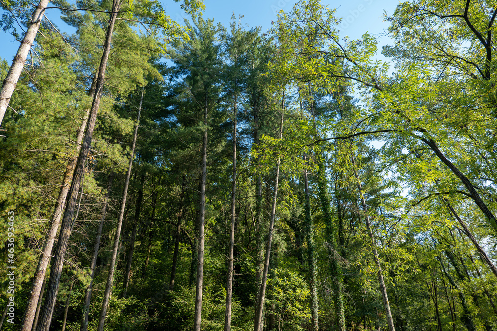 Fototapeta premium tall trees in the park in early autumn