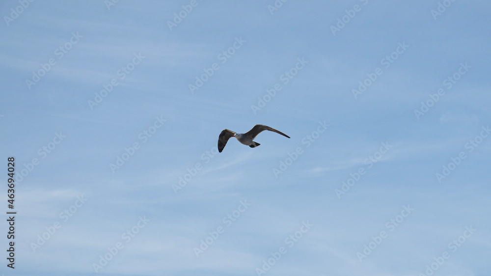 Obraz premium Seagull flies thru bright clear blue sky over sandy beach as waves roll in on Pacific Baja California coast