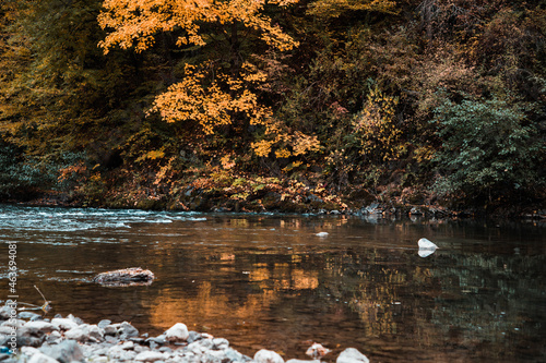 autumn forest and reflection in river