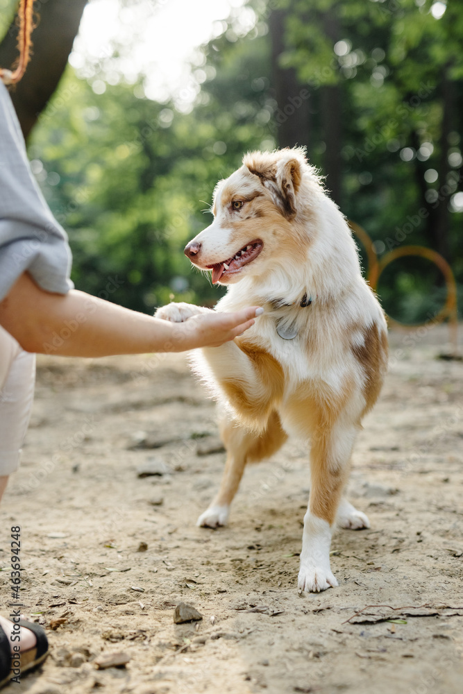 © Oleksii Syrotkin/Stocksy - Dog executing command